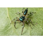 Cosmophasis Umbratica