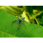 Cosmophasis Umbratica