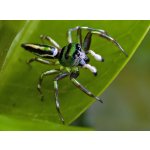 Cosmophasis Umbratica