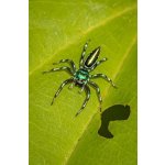 Cosmophasis Umbratica