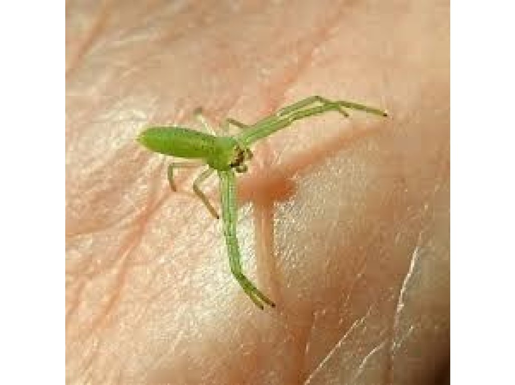 Cetratus Rubropunctatus