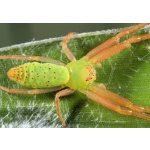 Cetratus Rubropunctatus