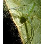 Cetratus Rubropunctatus