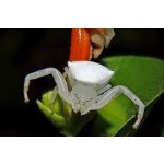 Thomisus Onustus - Semi-Sub / Pohlavie: Samica