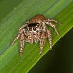 Evarcha Jucunda - 7. - 8. Zvlek / Pohlavie: Samica