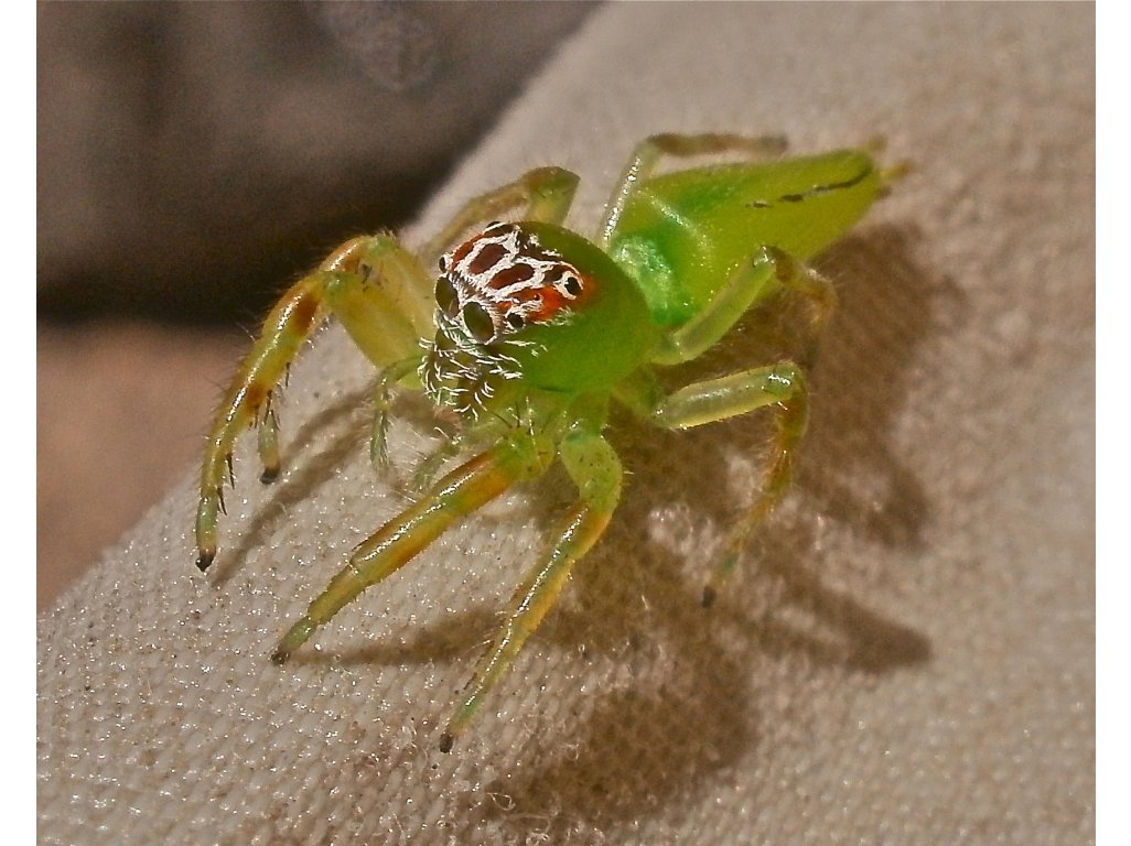 Epeus Flavobilineatus