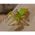 Epeus Flavobilineatus - 5. Zvlek / Pohlavie: Samica