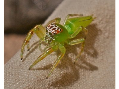 Epeus Flavobilineatus