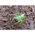 Epeus Flavobilineatus