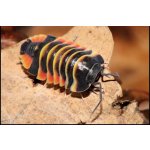 Ardentiella sp. Ember Bee - MNOŽSTVO: 1 Ks / Velkosť: Semi-Sub-Adult