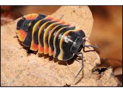 Ardentiella sp. Ember Bee