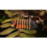 Ardentiella sp. Ember Bee