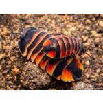 Ardentiella sp. Ember Bee