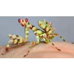 Theopropus Elegans - 2. -3. Zvlek / Pohlavie: Neurčené