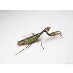 Acromantis Japonica - 2. - 3. Zvlek / Pohlavie: neurčené