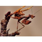 Acromantis Japonica