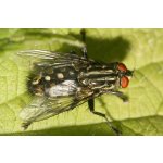 Sarcophaga Carnaria (Mäsiarka obyčajná)