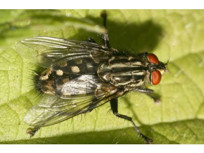 Sarcophaga Carnaria (Mäsiarka obyčajná)