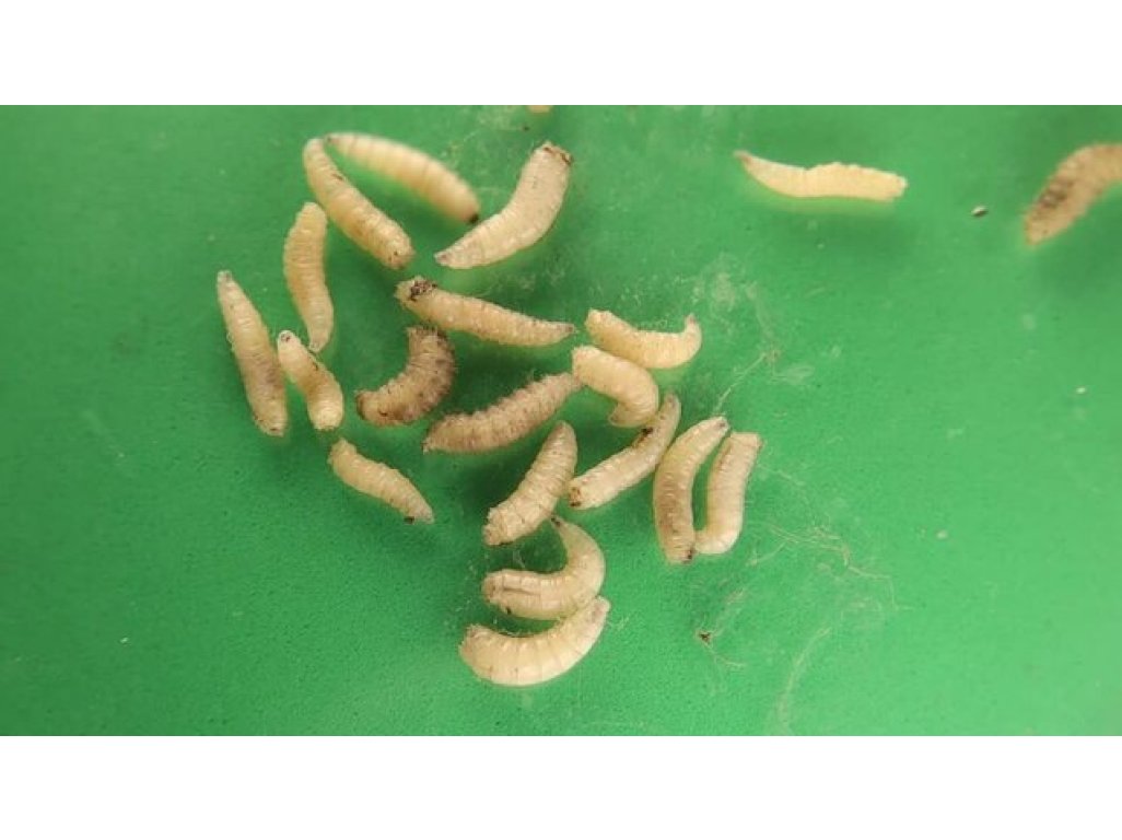 Sarcophaga Carnaria (Mäsiarka obyčajná)