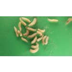 Sarcophaga Carnaria (Mäsiarka obyčajná) - Živé larvy: 20-30 ks