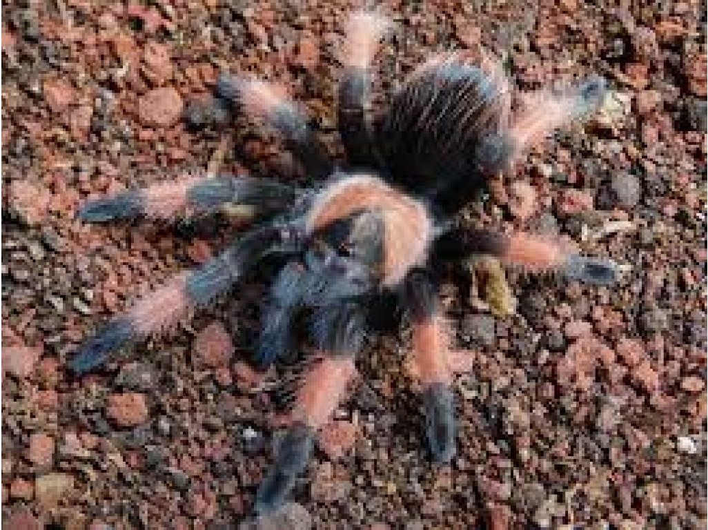 Brachypelma Emilia
