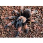 Brachypelma Emilia - Veľkosť: 3-4 zvlek - cca. 1cm v tele / Pohlavie: Neurčené