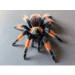 Brachypelma Emilia