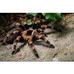Brachypelma Hamorii