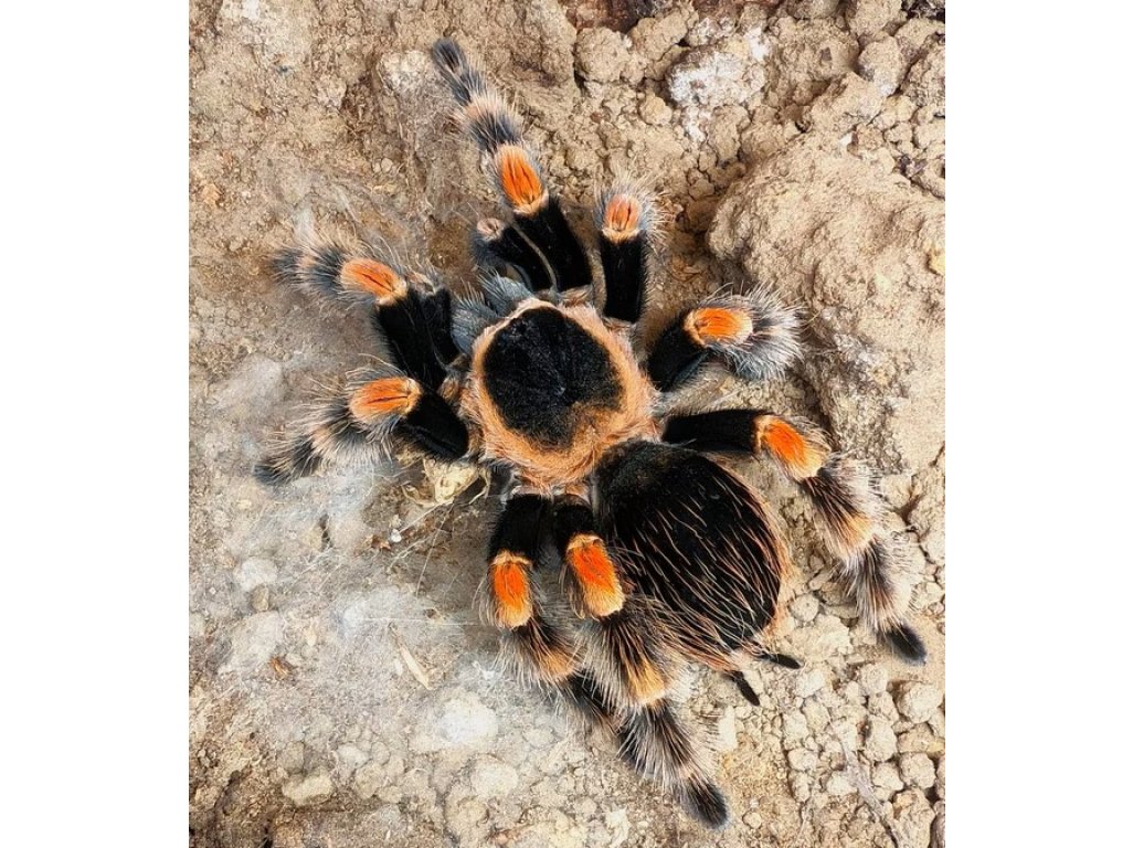 Brachypelma Hamorii