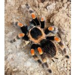 Brachypelma Hamorii - Veľkosť: 3.-4. zvlek - cca. 1 cm v tele / Pohlavie: Neurčené