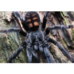 Psalmopoeus Irminia - Veľkosť: 3.-4. zvlek - cca. 1 cm v tele / Pohlavie: Neurčené