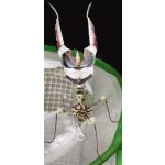 Idolomantis Diabolica