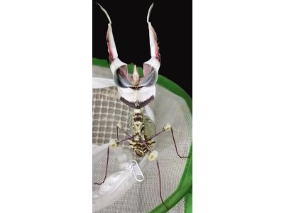 Idolomantis Diabolica