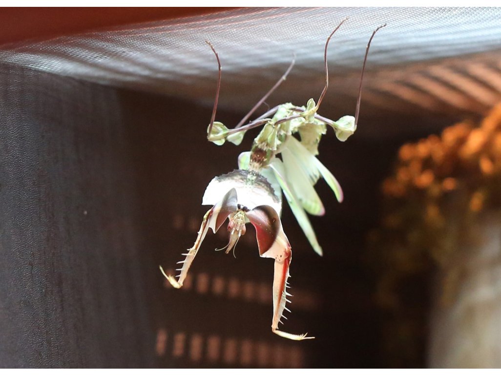 Idolomantis Diabolica