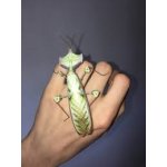 Idolomantis Diabolica