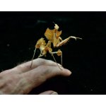 Idolomantis Diabolica