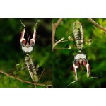 Idolomantis Diabolica